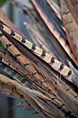 THE GARDEN AND PLANT COMPANY  HATHEROP  GLOUCESTERSHIRE: PHEASANT FEATHERS