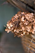 THE GARDEN AND PLANT COMPANY  HATHEROP  GLOUCESTERSHIRE: DRIED HYDRANGEAS