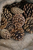 THE GARDEN AND PLANT COMPANY  HATHEROP  GLOUCESTERSHIRE: PINE CONES