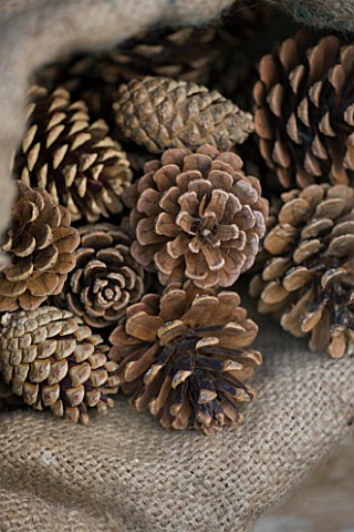 THE_GARDEN_AND_PLANT_COMPANY__HATHEROP__GLOUCESTERSHIRE_PINE_CONES