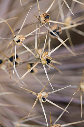 THE_GARDEN_AND_PLANT_COMPANY__HATHEROP__GLOUCESTERSHIRE_DRIED_ALLIUM_SEED_HEAD