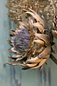 THE GARDEN AND PLANT COMPANY  HATHEROP  GLOUCESTERSHIRE: DRIED CARDOON AND ALLIUM