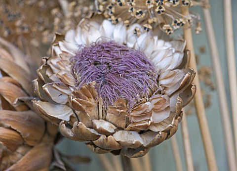 THE_GARDEN_AND_PLANT_COMPANY__HATHEROP__GLOUCESTERSHIRE_DRIED_CARDOON_AND_ALLIUM