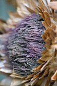 THE GARDEN AND PLANT COMPANY  HATHEROP  GLOUCESTERSHIRE: DRIED CARDOON HEAD