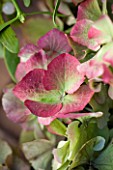 THE GARDEN AND PLANT COMPANY  HATHEROP  GLOUCESTERSHIRE: HYDRANGEA