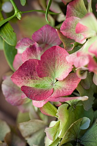 THE_GARDEN_AND_PLANT_COMPANY__HATHEROP__GLOUCESTERSHIRE_HYDRANGEA