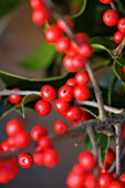 THE GARDEN AND PLANT COMPANY  HATHEROP  GLOUCESTERSHIRE: ILEX BERRIES  HOLLY BERRIES