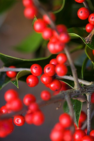 THE_GARDEN_AND_PLANT_COMPANY__HATHEROP__GLOUCESTERSHIRE_ILEX_BERRIES__HOLLY_BERRIES