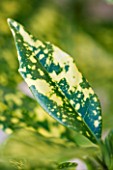 THE GARDEN AND PLANT COMPANY  HATHEROP  GLOUCESTERSHIRE: LAUREL LEAF