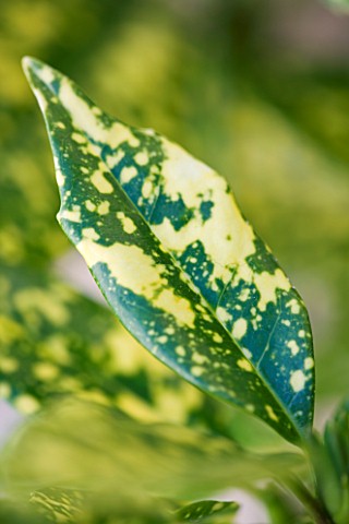 THE_GARDEN_AND_PLANT_COMPANY__HATHEROP__GLOUCESTERSHIRE_LAUREL_LEAF