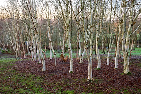 STONE_LANE_GARDEN__DEVON_WINTER__EARLY_MORNING_LIGHT_ON_THE_TRUNKS_OF_BETULA_WITH_WOODEN_SCULPTURE_C