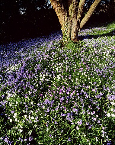 ANEMONE_BLANDA_AND_SCILLA_SIBERICA_IN_THE_WOODLAND_AT_ABBOTSWOOD__GLOUCESTERSHIRE