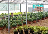 CROCUS NURSERY  SURREY: PLANTS FOR ARNE MAYNARD CHELSEA 2012 GARDEN IN THE NURSERY IN POLYTUNNEL
