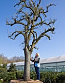 CROCUS NURSERY  SURREY: RACHEL GARROD  ARNE MAYNARDS ASSISTANT - STANDS BESIDE AN ANCIENT PEAR TREE FOR ARNE MAYNARD CHELSEA 2012 GARDEN