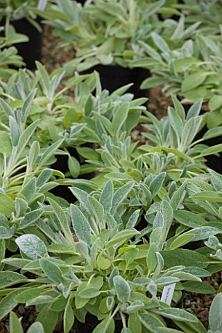 CROCUS_NURSERY__SURREY_YOUNG_STACHYS_BYZANTINA_PLANTS_IN_PLASTIC_CONTAINERS