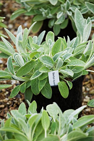 CROCUS_NURSERY__SURREY_YOUNG_STACHYS_BYZANTINA_PLANTS_IN_PLASTIC_CONTAINERS