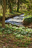 LITTLE PONTON HALL  LINCOLNSHIRE: THE STREAM WITH  SNOWDROPS ON THE BANKS
