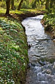 LITTLE PONTON HALL  LINCOLNSHIRE: THE STREAM WITH  SNOWDROPS ON THE BANKS