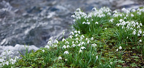 LITTLE_PONTON_HALL__LINCOLNSHIRE_THE_STREAM_WITH__SNOWDROPS_ON_THE_BANKS