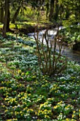 LITTLE PONTON HALL  LINCOLNSHIRE: THE STREAM WITH  SNOWDROPS AND ACONITES ON THE BANKS