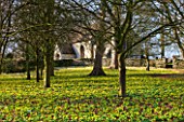LITTLE PONTON HALL  LINCOLNSHIRE: SHEETS OF ACONITES GROWING IN WOODLAND BESIDE THE CHURCH