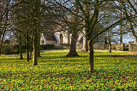 LITTLE_PONTON_HALL__LINCOLNSHIRE_SHEETS_OF_ACONITES_GROWING_IN_WOODLAND_BESIDE_THE_CHURCH