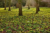 LITTLE PONTON HALL  LINCOLNSHIRE: SHEETS OF ACONITES GROWING IN WOODLAND BESIDE THE CHURCH