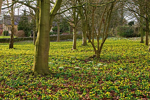 LITTLE_PONTON_HALL__LINCOLNSHIRE_SHEETS_OF_ACONITES_GROWING_IN_WOODLAND_BESIDE_THE_CHURCH