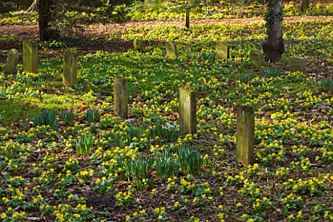 LITTLE_PONTON_HALL__LINCOLNSHIRE_SHEETS_OF_ACONITES_GROWING_IN_WOODLAND_BESIDE_THE_DOG_GRAVES