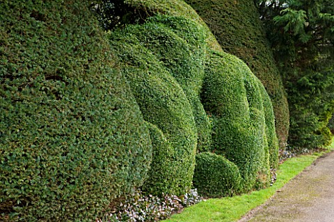 LITTLE_PONTON_HALL__LINCOLNSHIRE_THE_UNUSUAL_CLIPPED_TOPIARY_HEDGE_IN_FRONT_OF_THE_HOUSE