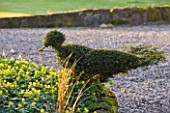DIAL PARK  WORCESTERSHIRE: TOPIARY BIRD BESIDE ACONITES AND SNOWDROPS IN RAISED BED BESIDE THE DRIVE  EVENING LIGHT