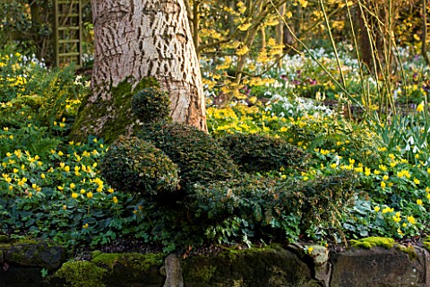 DIAL_PARK__WORCESTERSHIRE_TOPIARY_BIRD_BESIDE_ACONITES__SNOWDROPS__HELLEBORES_AND_HAMAMELIS_ARNOLD_P