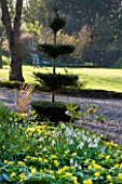 DIAL PARK  WORCESTERSHIRE: TOPIARY BESIDE ACONITES  SNOWDROPS AND HELLEBORES IN RAISED BED BESIDE THE DRIVE