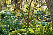 DIAL PARK  WORCESTERSHIRE: WOODLAND WITH HAMAMELIS ARNOLD PROMISE   SNOWDROPS  ACONITES AND HELLEBORES