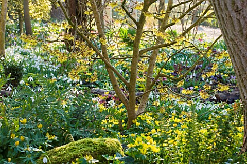 DIAL_PARK__WORCESTERSHIRE_WOODLAND_WITH_HAMAMELIS_ARNOLD_PROMISE___SNOWDROPS__ACONITES_AND_HELLEBORE