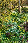 DIAL PARK  WORCESTERSHIRE: WOODLAND WITH HAMAMELIS ARNOLD PROMISE   SNOWDROPS - GALANTHUS MAGNET  ACONITES (ERANTHIS HYEMALIS) AND HELLEBORES