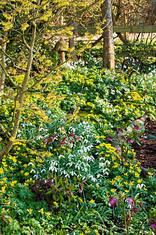 DIAL_PARK__WORCESTERSHIRE_WOODLAND_WITH_HAMAMELIS_ARNOLD_PROMISE___SNOWDROPS__GALANTHUS_MAGNET__ACON