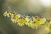 DIAL PARK  WORCESTERSHIRE: CLOSE UP OF HAMAMELIS ARNOLD PROMISE