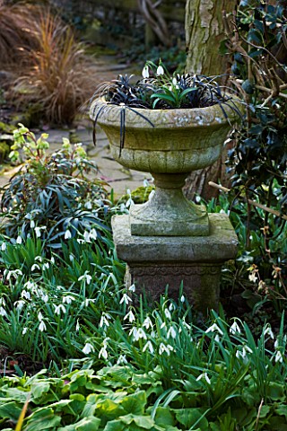 DIAL_PARK__WORCESTERSHIRE_SNOWDROPS_AND_OPHIOPOGON_PLANISCAPUS_NIGRESCENS_IN_STONE_URN