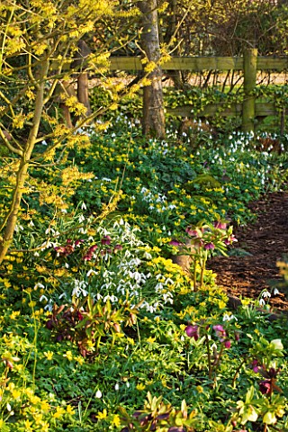 DIAL_PARK__WORCESTERSHIRE_SNOWDROPS__ACONITES__HELLEBORES_AND_HAMAMELIS_ARNOLD_PROMISE_IN_WOODLAND_B