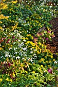 DIAL PARK  WORCESTERSHIRE: SNOWDROPS  ACONITES  HELLEBORES AND HAMAMELIS ARNOLD PROMISE IN WOODLAND BESIDE PATH
