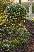 DIAL PARK  WORCESTERSHIRE: CLIPPED ILEX (HOLLY) BESIDE PATH WITH SNOWDROPS AND CROCUS AND TRUNK OF BETULA (BIRCH)  EVENING LIGHT