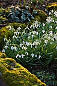DIAL PARK  WORCESTERSHIRE: GALANTHUS MAGNET BESIDE A MOSSY STONE
