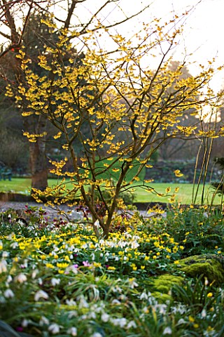 DIAL_PARK__WORCESTERSHIRE_SNOWDROPS__ACONITES_AND_HAMAMELIS_ARNOLD_PROMISE