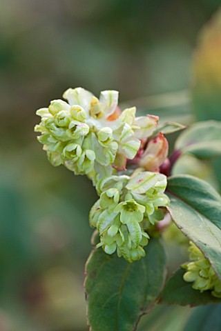 DIAL_PARK__WORCESTERSHIRE_RIBES_LAURIFOLIUM