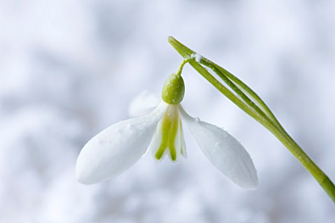 COTSWOLD_FARM__GLOUCESTERSHIRE_CLOSE_UP_OF_SNOWDROP__GALANTHUS_PEG_SHARPLES__IN_SNOW