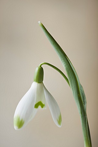COTSWOLD_FARM__GLOUCESTERSHIRE_CLOSE_UP_OF_SNOWDROP__GALANTHUS_WAREI
