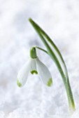 COTSWOLD FARM  GLOUCESTERSHIRE: CLOSE UP OF SNOWDROP - GALANTHUS WAREI - IN SNOW