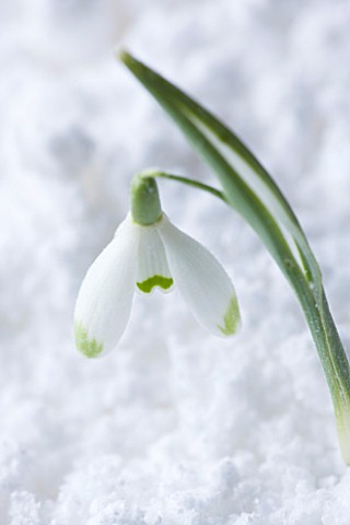 COTSWOLD_FARM__GLOUCESTERSHIRE_CLOSE_UP_OF_SNOWDROP__GALANTHUS_WAREI__IN_SNOW