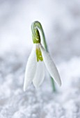 COTSWOLD FARM  GLOUCESTERSHIRE: CLOSE UP OF SNOWDROP - GALANTHUS ELWESII MARY BIDDULPH - IN SNOW